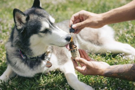 CBD For Pets: What Does It Do?