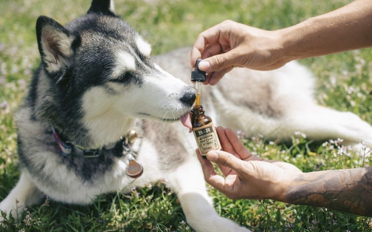 CBD For Pets: What Does It Do?